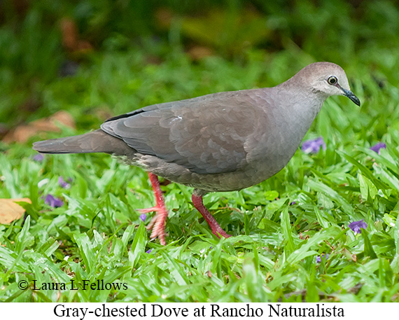 Gray-chested Dove - © James F Wittenberger and Exotic Birding LLC