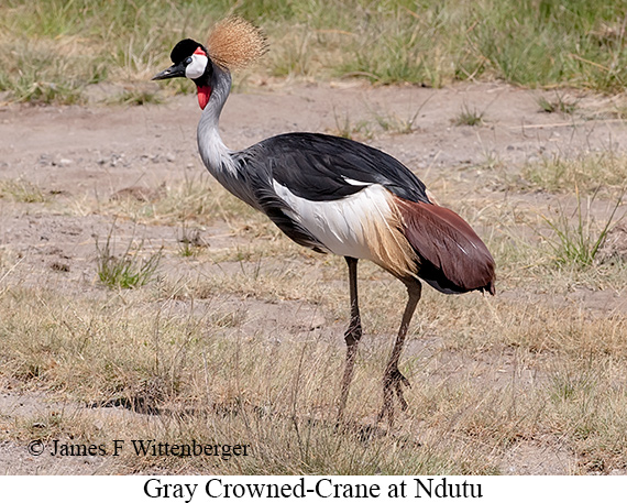 Gray Crowned-Crane - © James F Wittenberger and Exotic Birding LLC