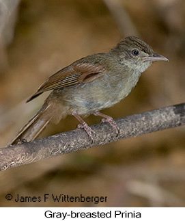 Gray-eyed Bulbul - © James F Wittenberger and Exotic Birding LLC