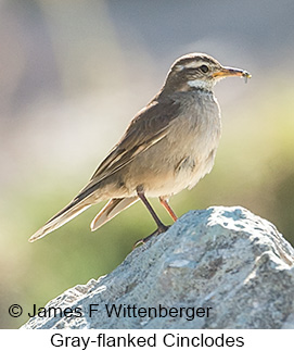 Gray-flanked Cinclodes - © James F Wittenberger and Exotic Birding LLC