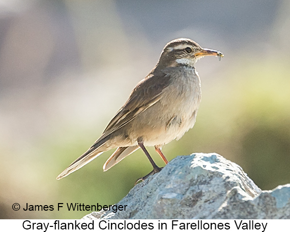 Gray-flanked Cinclodes - © James F Wittenberger and Exotic Birding LLC