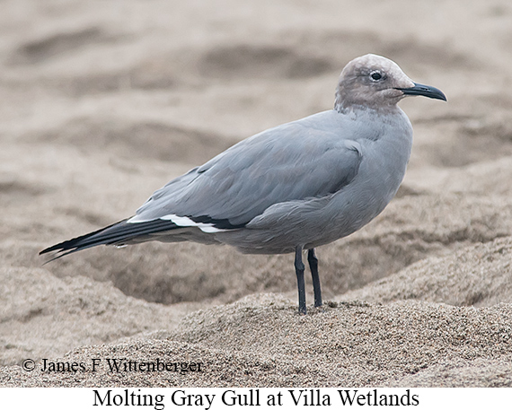 Gray Gull - © James F Wittenberger and Exotic Birding LLC