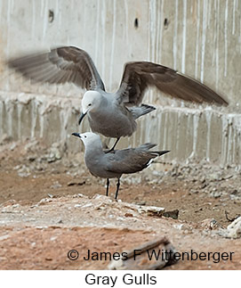 Gray Gull - © James F Wittenberger and Exotic Birding LLC