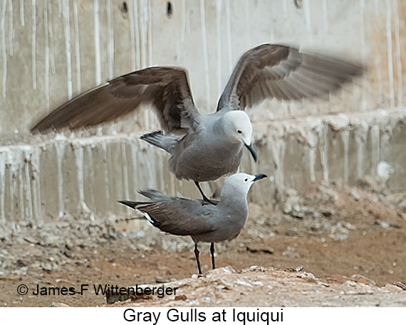 Gray Gull - © James F Wittenberger and Exotic Birding LLC