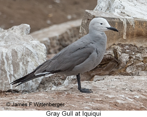 Gray Gull - © James F Wittenberger and Exotic Birding LLC