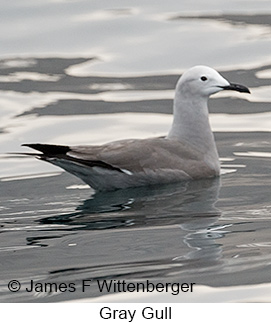 Gray Gull - © James F Wittenberger and Exotic Birding LLC