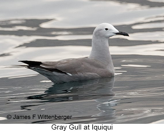 Gray Gull - © James F Wittenberger and Exotic Birding LLC