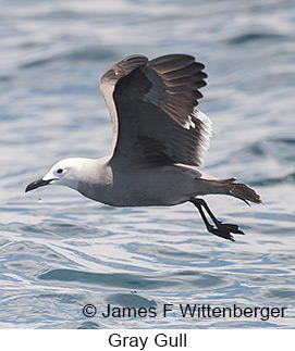 Gray Gull - © James F Wittenberger and Exotic Birding LLC