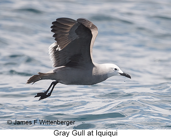 Gray Gull - © James F Wittenberger and Exotic Birding LLC