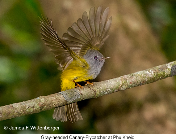 Gray-headed Canary-Flycatcher - © James F Wittenberger and Exotic Birding LLC