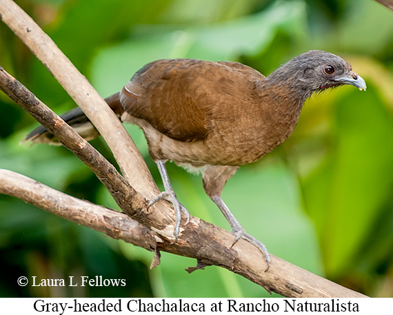 Gray-headed Chachalaca - © James F Wittenberger and Exotic Birding LLC