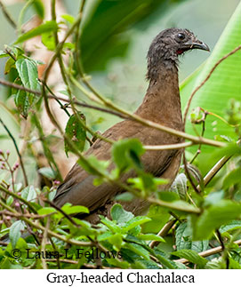 Gray-headed Chachalaca - © Laura L Fellows and Exotic Birding LLC