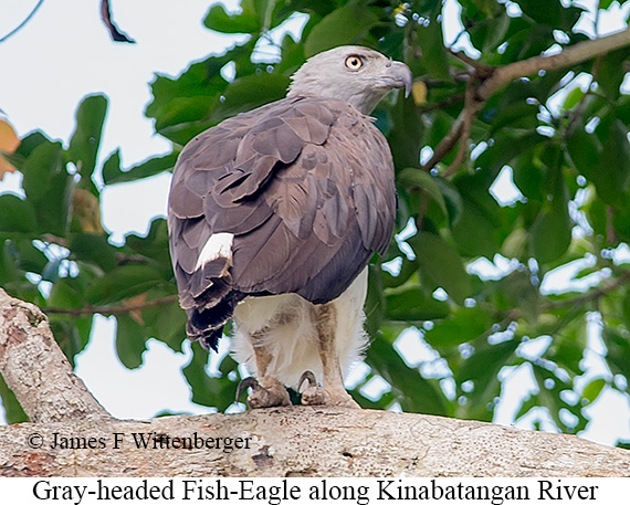 Gray-headed Fish-Eagle - © James F Wittenberger and Exotic Birding LLC