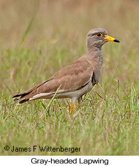 Gray-headed Lapwing - © James F Wittenberger and Exotic Birding LLC