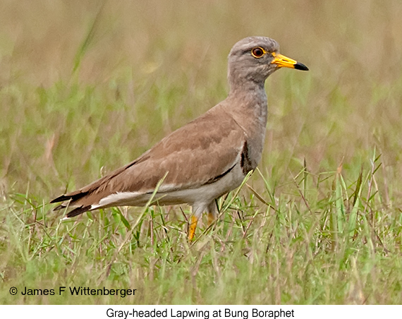 Gray-headed Lapwing - © James F Wittenberger and Exotic Birding LLC