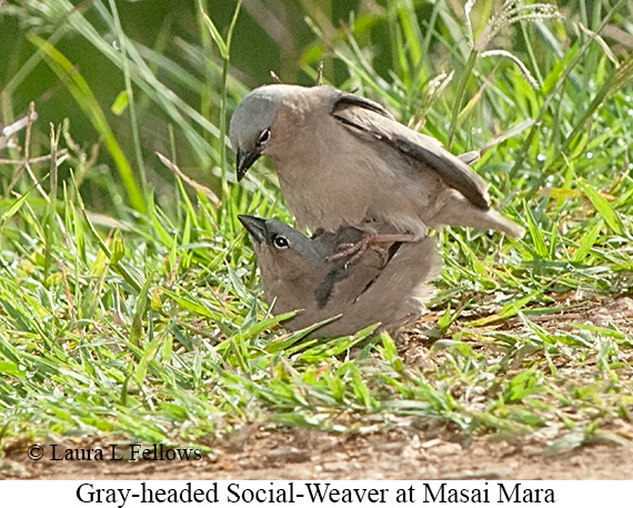 Gray-headed Social-Weaver - © Laura L Fellows and Exotic Birding LLC