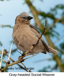 Gray-headed Social-Weaver - © James F Wittenberger and Exotic Birding LLC