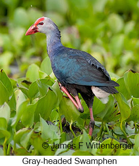 Gray-headed Swamphen - © James F Wittenberger and Exotic Birding LLC