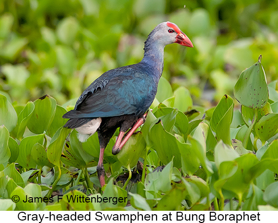 Gray-headed Swamphen - © James F Wittenberger and Exotic Birding LLC