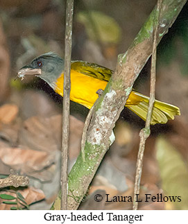 Gray-headed Tanager - © Laura L Fellows and Exotic Birding LLC