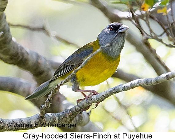 Gray-hooded Sierra Finch - © James F Wittenberger and Exotic Birding LLC