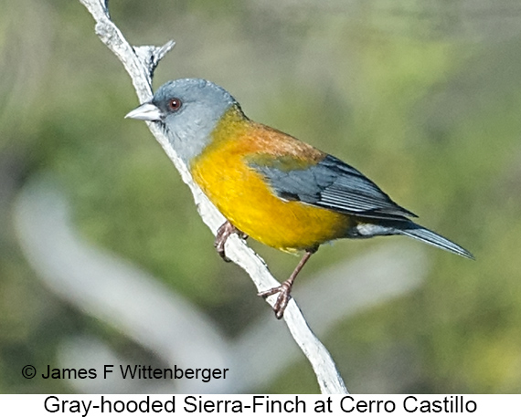 Gray-hooded Sierra Finch - © James F Wittenberger and Exotic Birding LLC