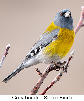 Gray-hooded Sierra-Finch  - Courtesy Argentina Wildlife Expeditions