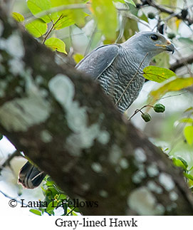 Gray-lined Hawk - © Laura L Fellows and Exotic Birding LLC