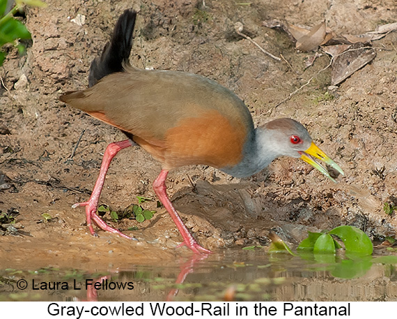 Gray-necked Wood-Rail - &copy; Laura L Fellows and Exotic Birding Tours