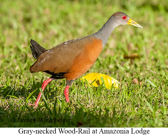 Gray-necked Wood Rail - © James F Wittenberger and Exotic Birding LLC