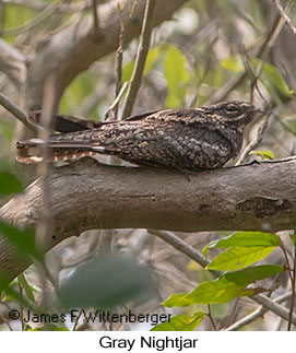 Gray Nightjar - © James F Wittenberger and Exotic Birding LLC