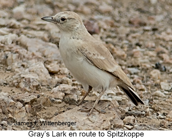Gray's Lark - © James F Wittenberger and Exotic Birding LLC