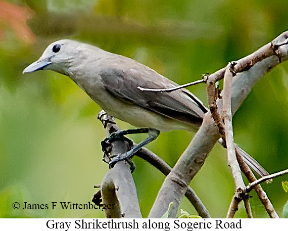 Gray Shrikethrush - © James F Wittenberger and Exotic Birding LLC