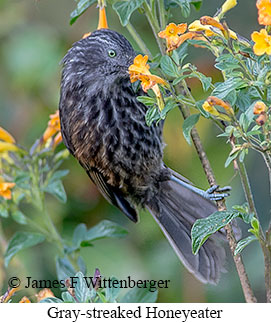 Gray-streaked Honeyeater - © James F Wittenberger and Exotic Birding LLC