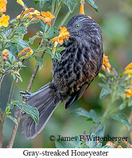Gray-streaked Honeyeater - © James F Wittenberger and Exotic Birding LLC