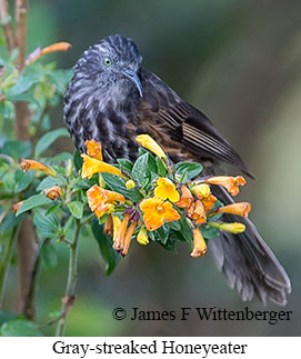 Gray-streaked Honeyeater - © James F Wittenberger and Exotic Birding LLC