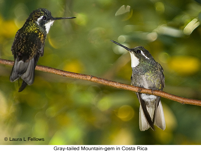 Gray-tailed Mountain-gem - &copy; Laura L Fellows and Exotic Birding Tours