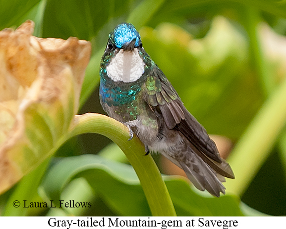 Gray-tailed Mountain-gem - © Laura L Fellows and Exotic Birding LLC