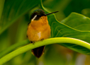 Gray-tailed Mountain-gem - &copy; Laura L Fellows and Exotic Birding Tours
