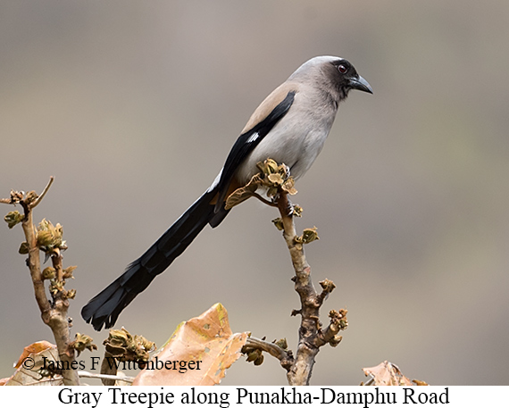 Gray Treepie - © James F Wittenberger and Exotic Birding LLC