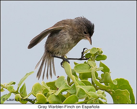 Gray Warbler-Finch - © Laura L Fellows and Exotic Birding LLC