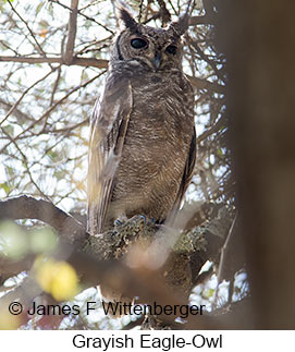 Grayish Eagle-Owl - © James F Wittenberger and Exotic Birding LLC