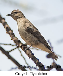 Grayish Flycatcher - © James F Wittenberger and Exotic Birding LLC