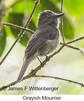 Grayish Mourner - © James F Wittenberger and Exotic Birding LLC