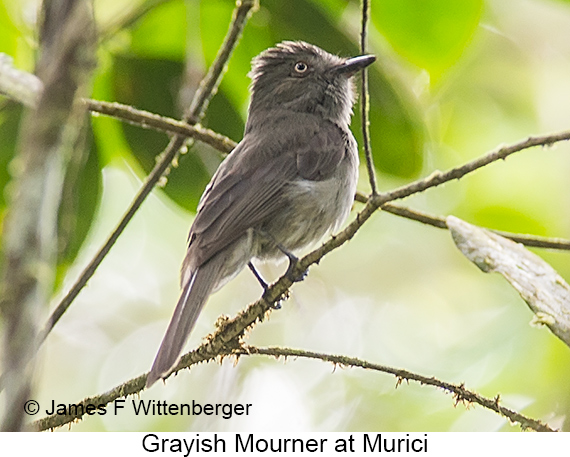 Grayish Mourner - © James F Wittenberger and Exotic Birding LLC