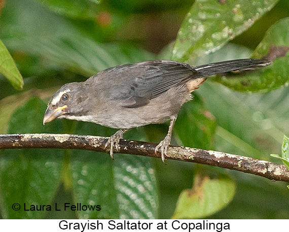 Grayish Saltator - © Laura L Fellows and Exotic Birding LLC