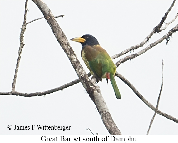 Great Barbet - © James F Wittenberger and Exotic Birding LLC