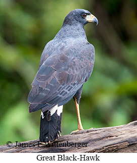 Great Black Hawk - © James F Wittenberger and Exotic Birding LLC