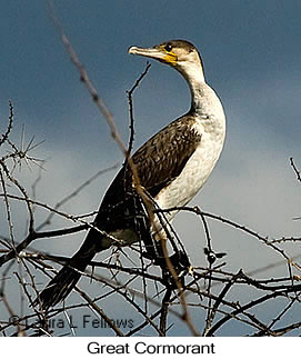 Great Cormorant - © Laura L Fellows and Exotic Birding LLC