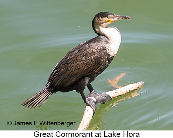 Great Cormorant - © James F Wittenberger and Exotic Birding LLC